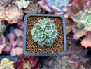 Echeveria sp. 1" Succulent Plant