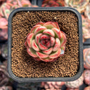 Echeveria Agavoides 'Mont Blanc' 1" Succulent Plant