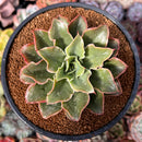 Echeveria 'Yamatoren' 4" Succulent Plant