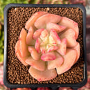 Echeveria 'Blade Runner' 2" Succulent Plant