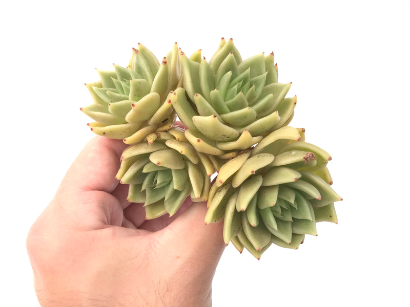 Echeveria Agavoides 'Eco Latte' Large Cluster 5" Rare Succulent Plant