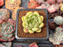 Echeveria 'Coco' 1" New Hybrid Succulent Plant
