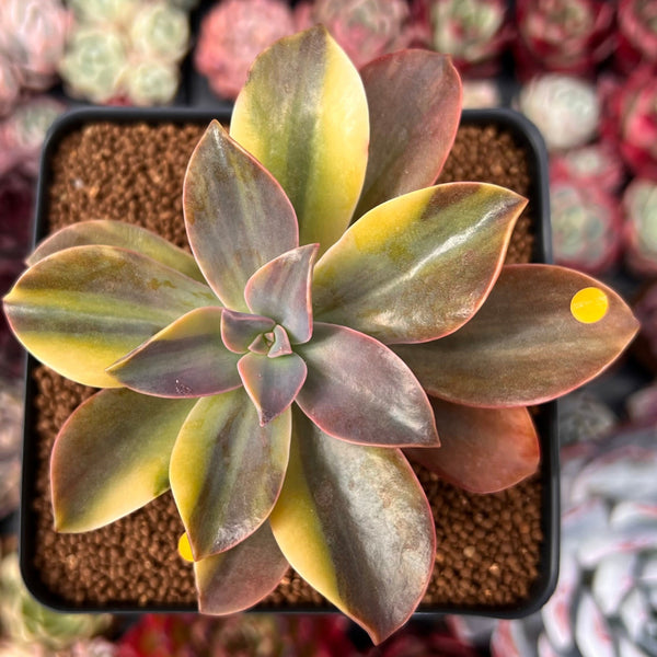 Graptoveria 'Fred Ives' Variegated 4" Succulent Plant