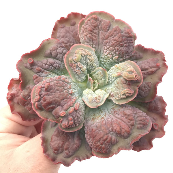 Echeveria 'Linguas' 3"-4" Rare Succulent Plant