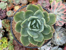 Echeveria 'Luella' Variegated 4" Large Succulent Plant