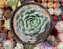 Echeveria 'Helena' Hybrid 5' Large Powdery Succulent Plant