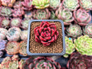 Echeveria Agvoides 'Callisto' 1" Succulent Plant