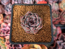 Echeveria 'Honky' 1" Succulent Plant