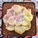 Graptopetalum 'Purple Delight' Variegated 3" Succulent Plant