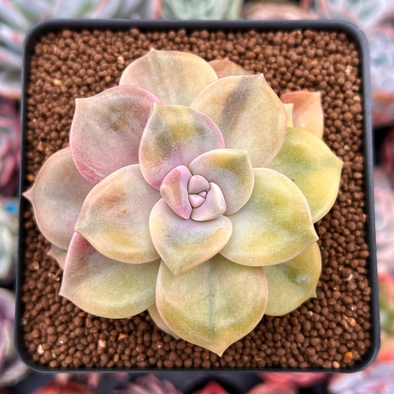 Graptopetalum 'Purple Delight' Variegated 3