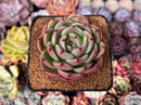 Echeveria 'Monroe Chanel' 3" Succulent Plant