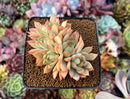 Echeveria Agavoides 'Pink Dragon' 3" Cluster Succulent Plant