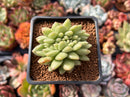 Echeveria Agavoides 'Maria' 1" Succulent Plant