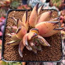 Echeveria Agavoides 'Topaz' 3" Succulent Plant