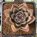 Echeveria Agavoides 'Shaula' 3" Succulent Plant