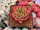 Echeveria Agavoides 'Rusty Nail' 3" Succulent Plant