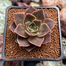 Echeveria 'Mysterious Rose' 2" Succulent Plant