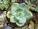 Echeveria 'Hakuhou' Variegated 5" Succulent Plant