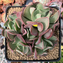 Echeveria 'Black Hawk' 3" Cluster Succulent Plant