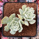Echeveria 'Cooks Pride' Variegated 3" Succulent Plant