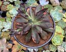 Echeveria 'Hanaikada' Variegated 5" Large Succulent Plant