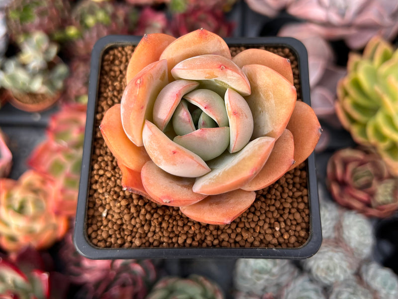 Echeveria 'Lemon Tree' 2" Succulent Plant