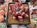 Graptoveria 'Ruby Donna' 2" Succulent Plant
