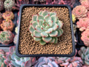 Echeveria sp. 2" Succulent Plant