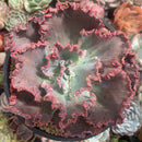 Echeveria 'Blue Curls' 5" Succulent Plant