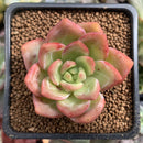 Echeveria 'Orange Champaign' 2" Succulent Plant