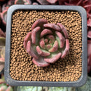 Echeveria sp. 1" Succulent Plant