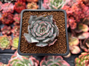 Echeveria 'Strictiflora' 2" Succulent Plant