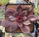 Echeveria 'Love and War' 3" New Hybrid Succulent Plant