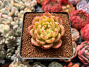 Echeveria 'Chanel' 2" Succulent Plant