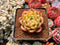 Echeveria 'Chanel' 2" Succulent Plant