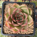 Echeveria Agavoides 'Hongja' 2" Succulent Plant