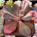 Echeveria 'Primadonna' Variegated 2"-3" Succulent Plant