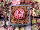 Echeveria sp. 1" Small Succulent Plant