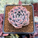 Echeveria sp. Hybrid 2" Air Magic Hybrid Succulent Plant