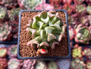 Echeveria 'Black Hawk' 2" Succulent Plant