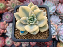 Graptoveria 'Grand Palace' Variegated 2" Succulent Plant