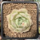Echeveria 'Fun Queen' 2" Succulent Plant