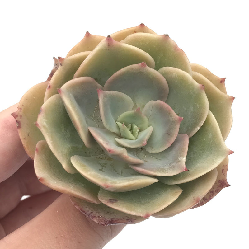 rare white succulent Echeveria 'White Snow' 4" Rare Succulent Plant – True Succulents Plant Co