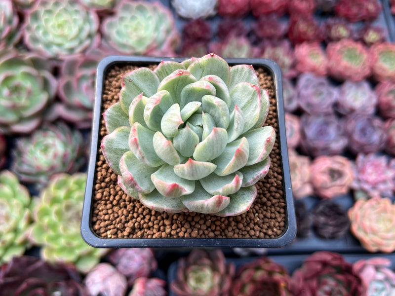 succulents maryo Echeveria Agavoides 'Queen Maria' Variegated 2"-3" Rare Succulent Plan –  True Succulents Plant Co