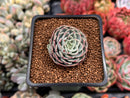 Echeveria 'Leglensis' 1" Succulent Plant