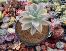 Graptopetalum 'Paraguayensis Awayuki' Variegated 5" Large Succulent Plant