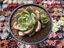 Echeveria 'Monroe Chanel' 4" Succulent Plant