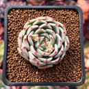 Echeveria 'Blue Dolphin' 1"-2" Succulent Plant