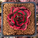 Echeveria Agavoides sp. 1"-2" Succulent Plant