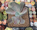 Pachyveria 'Jocelyns Joy' Variegated 3" Succulent Plant